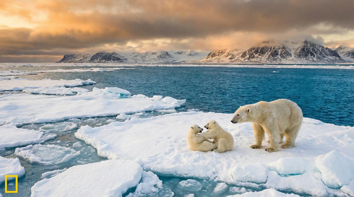 国产视频北极熊视频